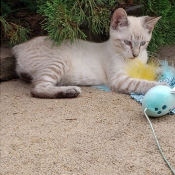 Christmas santa Mickey 23” motion Mickey Mouse vintage electronic - Picture 10 of 15